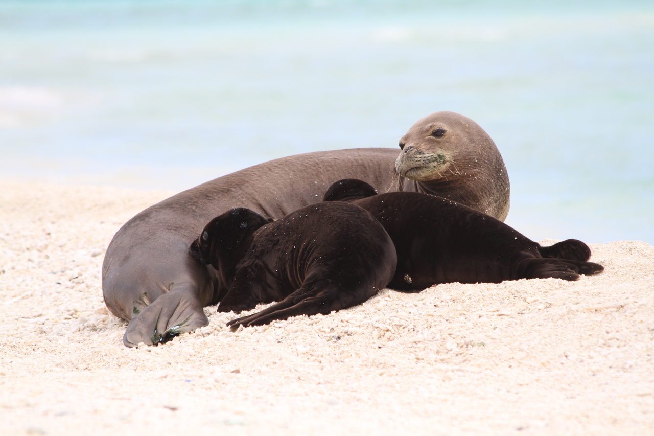 This is an image of adult and pup Hawaiian monk seals.